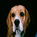 Nederlandse naam beagle: zo heet dit ras bij ons en waarom puzzels ernaar vragen